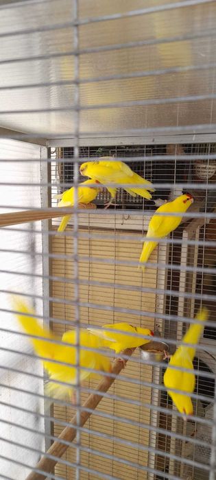 Aves para ceder