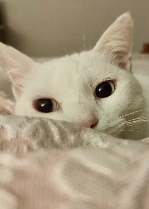 Gato para adoção responsável