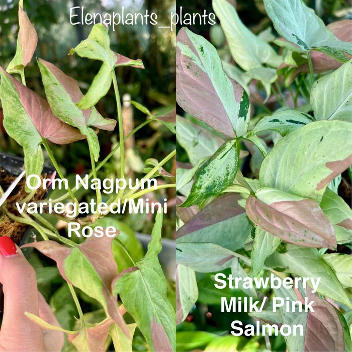 Сингониум Batik variegated, Dark Purple, Orm Nagpum, Oregano, Rayii