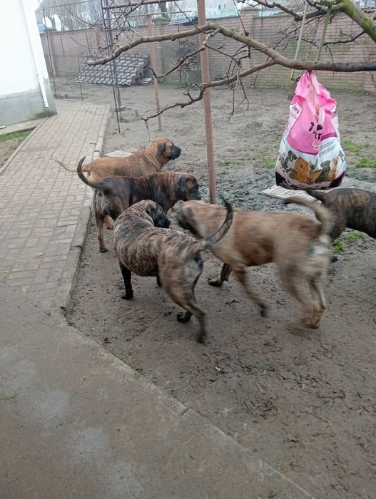 Продам щенков канарського дога