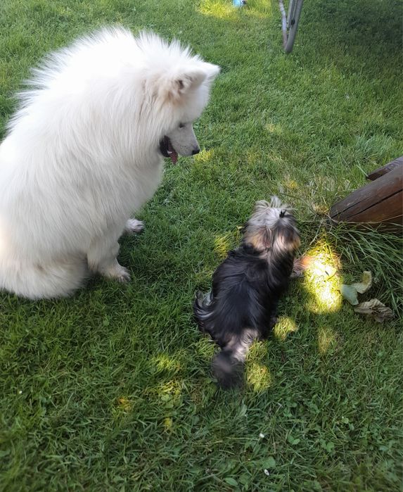 Samoyed ślicznej białe  misie do odbioru OSTATNI samiec