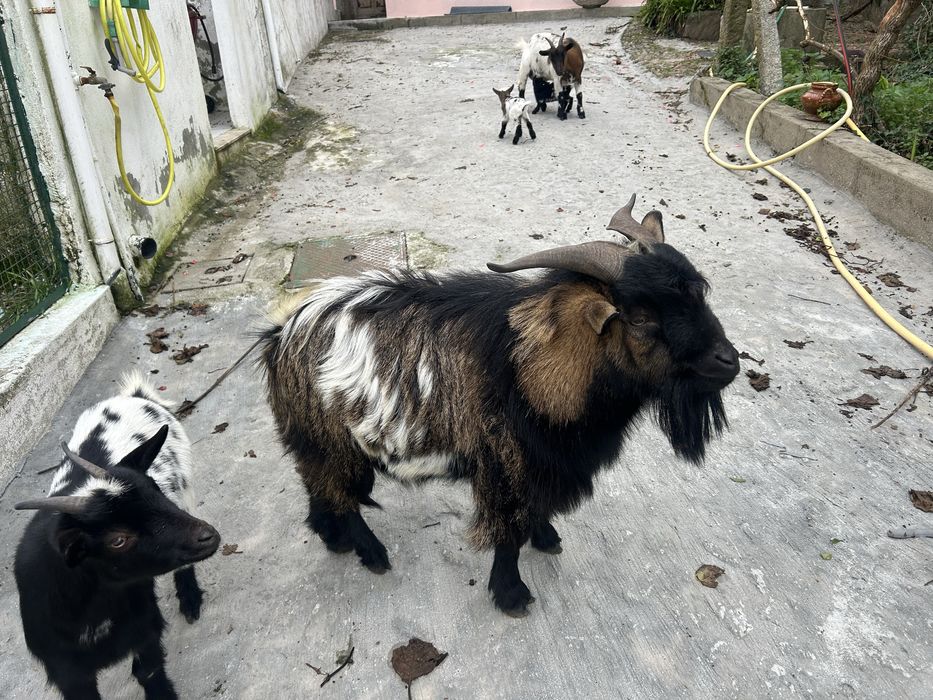 Cabrito macho com tem 18 meses de idade