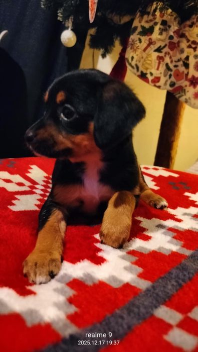 Oddam sunia za darmo