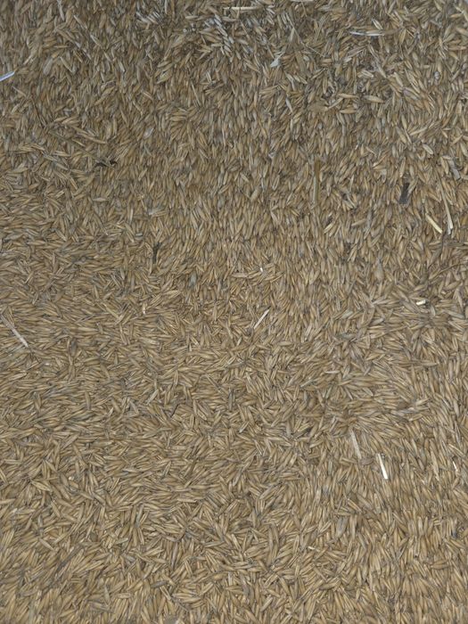 Owies zeszłoroczny 2025