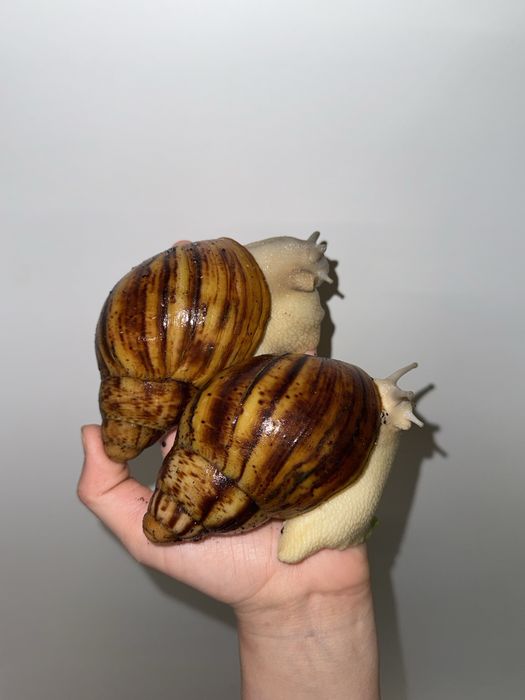 Archachatina marginata  ovum silver body - parka