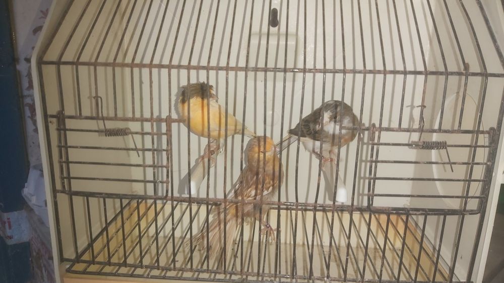 Canários várias raças