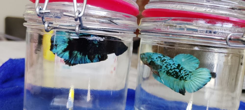 Betta Bojownik Avatar stars Olsztyn wysyłka