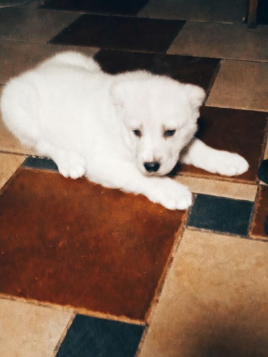 Продаж собаки породи Алабая