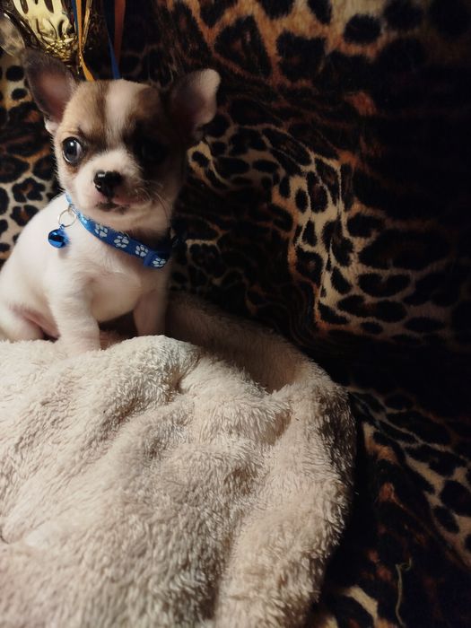 Самый лучший друг это чихуахуа мини мальчик Коби тип