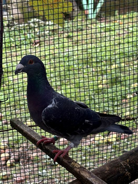 Pombos linha antiga - fêmeas