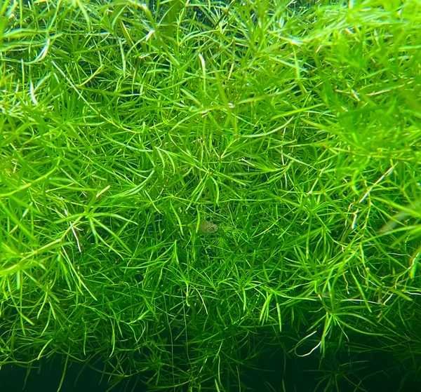Guppy Grass - schronienie dla narybku / 250 ml