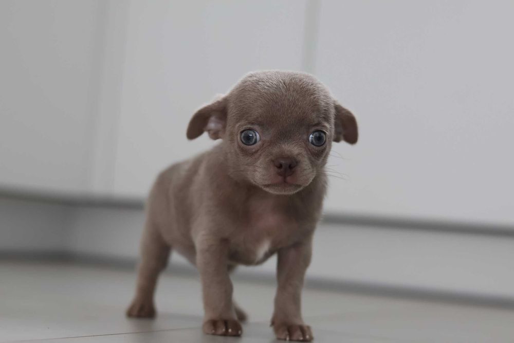 Chihuahua samiec Lilak
