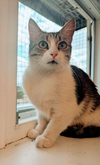 Киця молоденька Бона виживає на вулиці