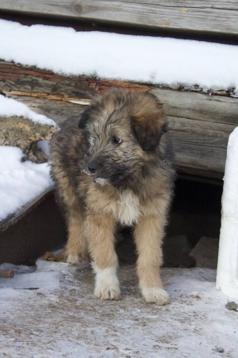 Заберіть цуциків в добрі руки