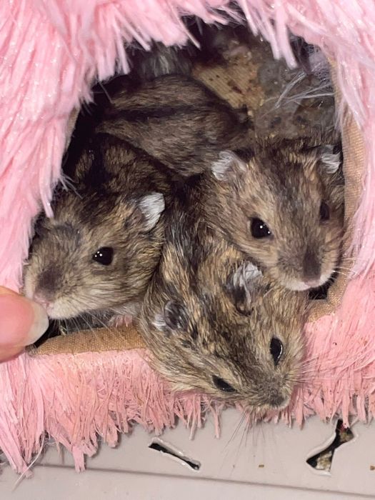 Hamsters siberianos 5€