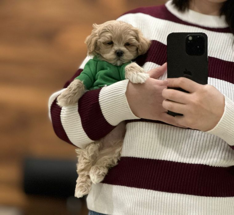 Мікро Мальтипу. Міні мальтіпу вибір щеночків. / Мальтипу милі малюки