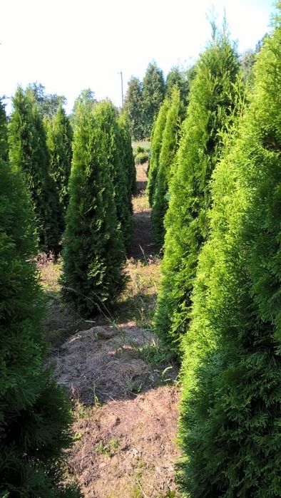 Tuje thuje Szmaragd brabant 60-180 cm transport nasadzenia