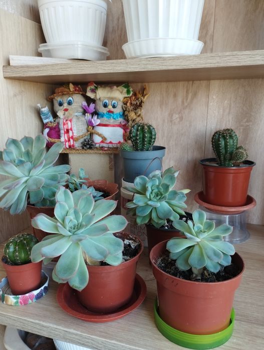 Продам кімнатні рослини. Фікус, пальми, цитрусові