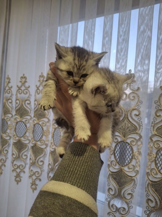 Продам   кошення