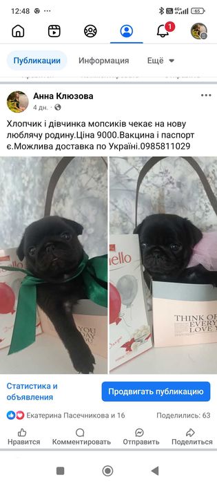 Бронь на мопсиков
