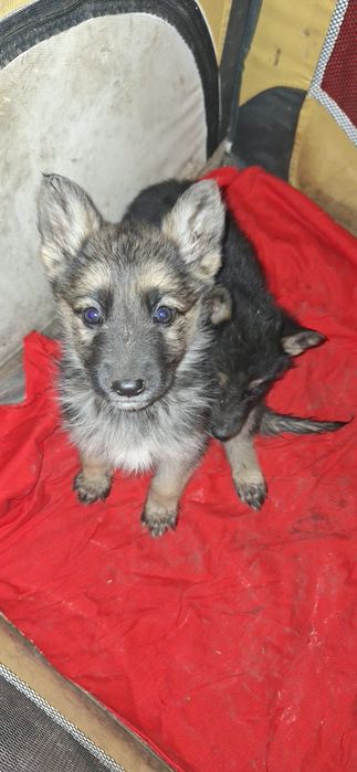 Продам щенков Восточно Европейской Овчарка