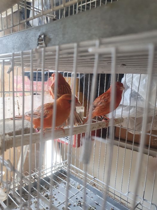 Canários agatas e opalas  e satinés boa linhagem peça  preço revenda