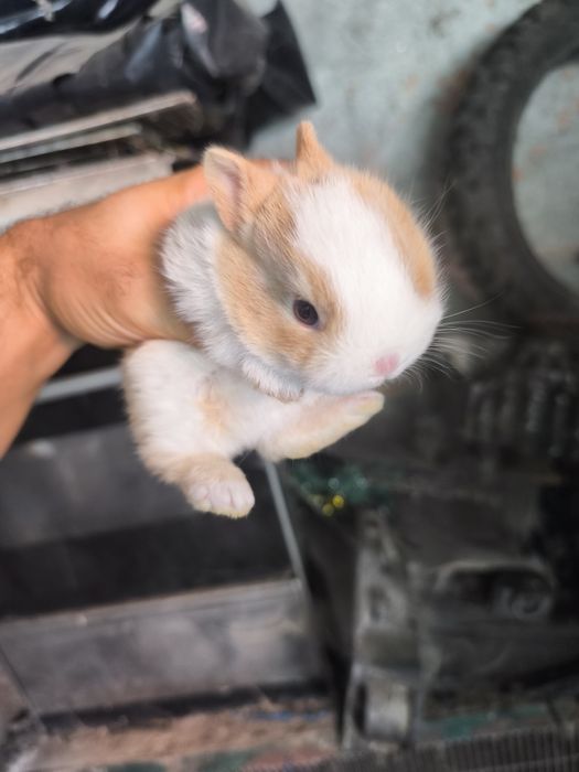 Coelhos anões holandes