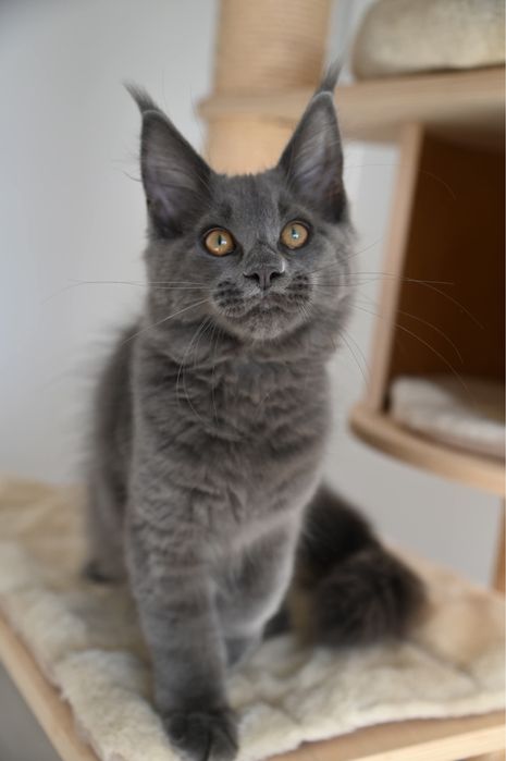 Kotka Maine Coon
