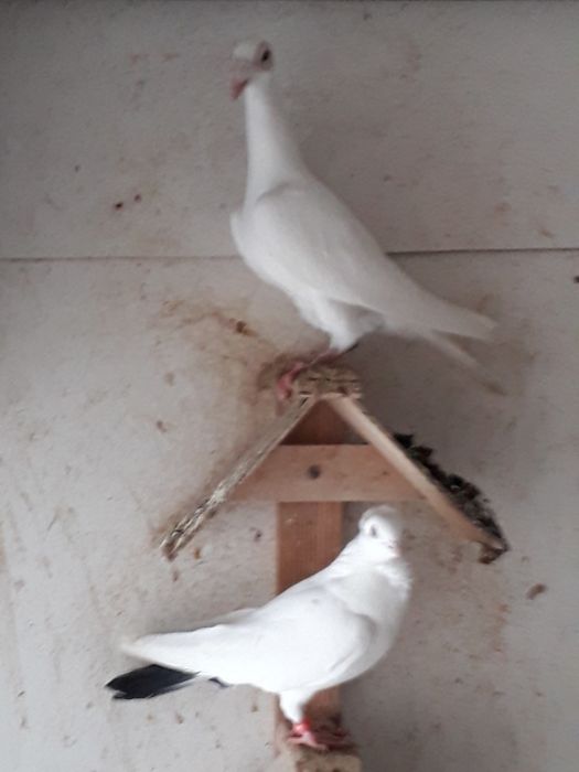 Gołębie rasowe kościerzyna