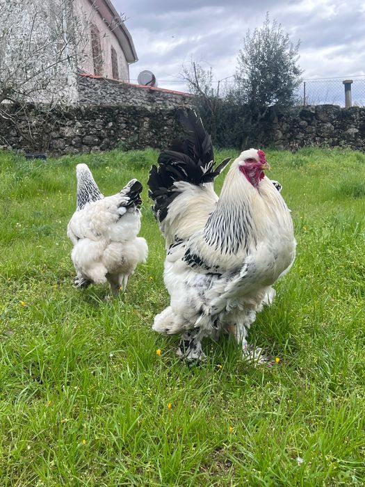 Ovos para incubação - Brahma Light