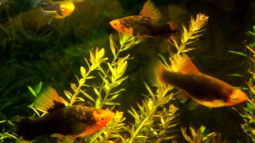 Пецилія  Чорна ,чорно ряба.