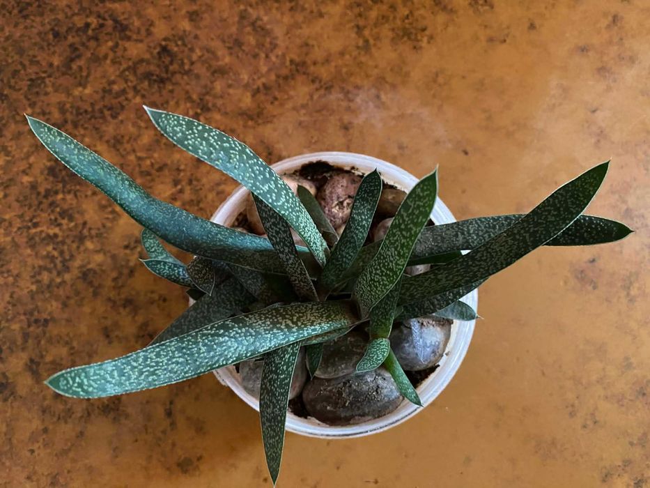 Комнатное растение вазон Гастерия бородавчатая  цветок суккулент