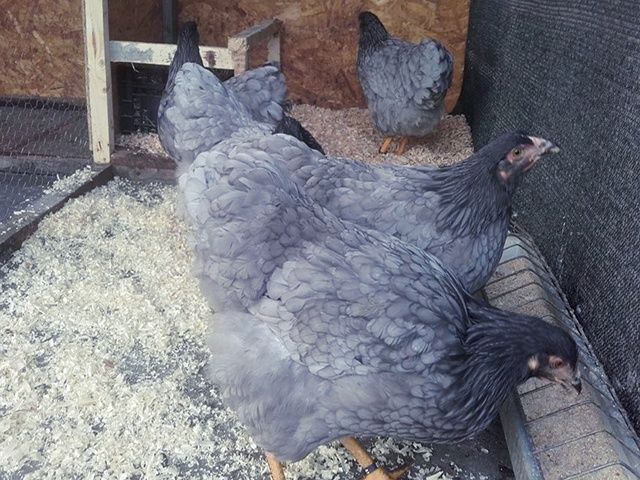 Яйце інкубаційне,курчата, Віандот блакитний, колумбія.