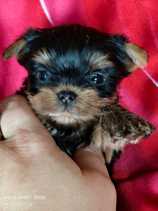 Йоркширский терьер мини