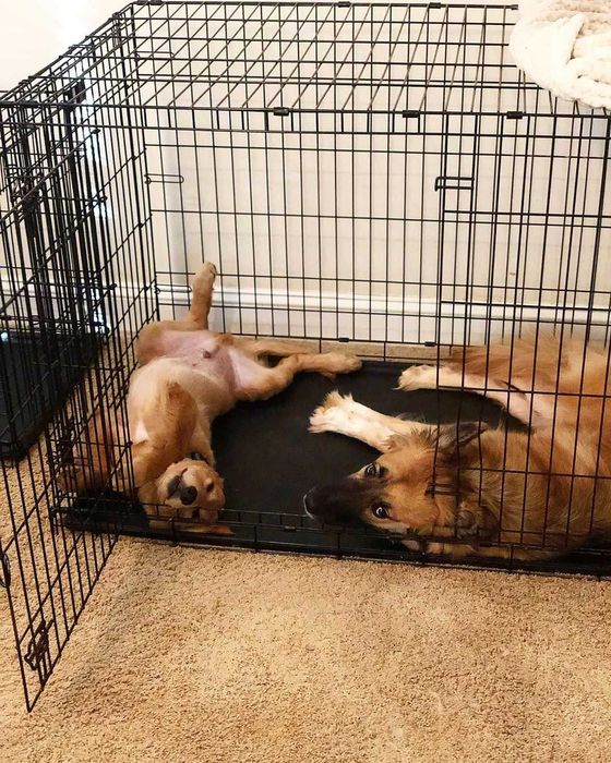 Клетка для собак Польша все размеры переноска манеж будка X/S - XXL