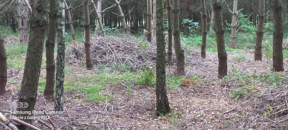 Gałęzie, duża ilości.