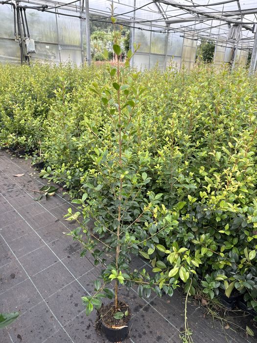 Eugênia Myrtifolia Newport - 50/100cm