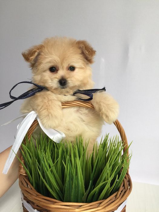 Помапу гарненькі дівчатка