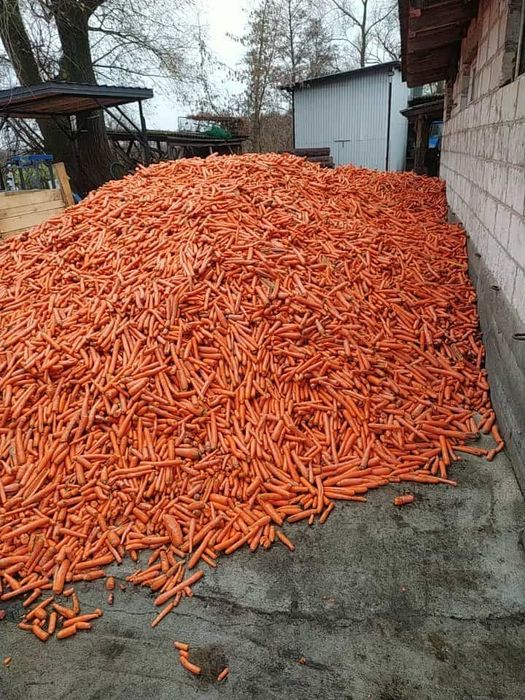 Marchew dla zwierząt,  inne warzywa na paszę,  dowóz