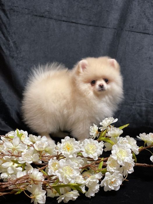 Міні хлопчик шпіци,док.КСУ