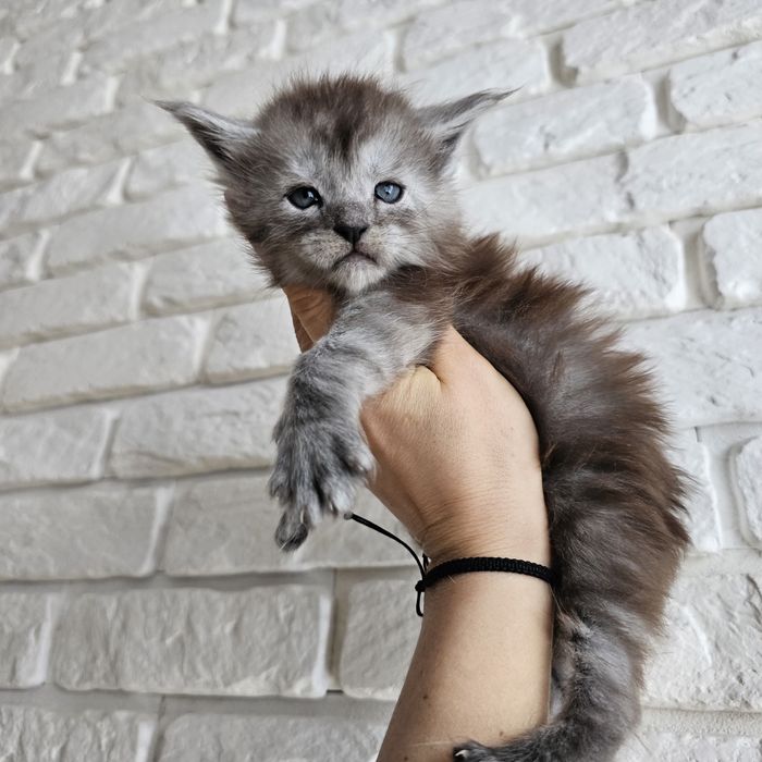 Kociaki   Maine coon rodowód Fpl