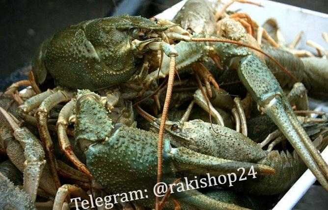 Продам живих, свіжих раків.