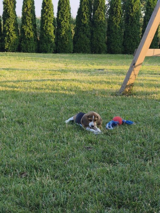 Sunia Beagle gotowa do odbioru
