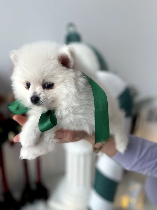 Обіймай і не відпускай  чарівні Померанські шпіци тут!