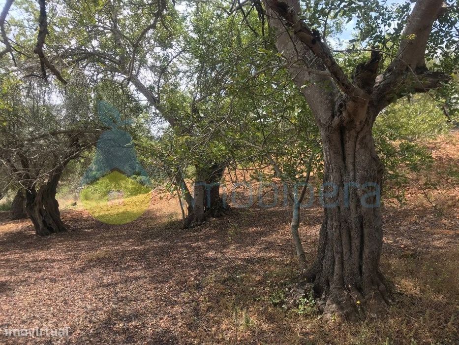 Terreno Rústico 2.560M2 Zona Tranquila Boliqueime