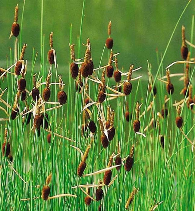 Pałka miniaturowa DNICZKA P9