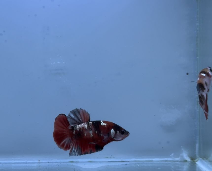 Casal Betta Koi Red Copper