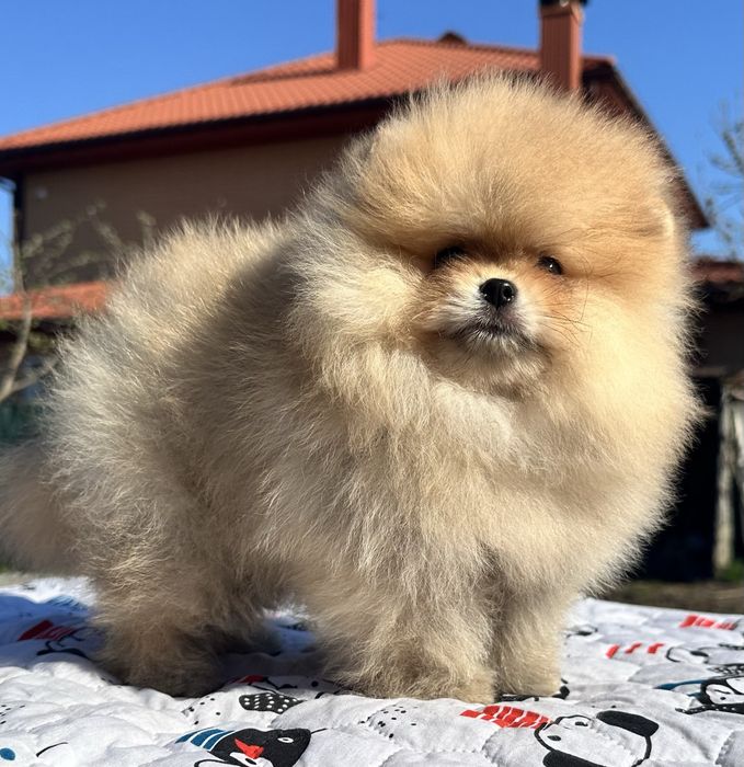 Хлопчик померанський шпіц