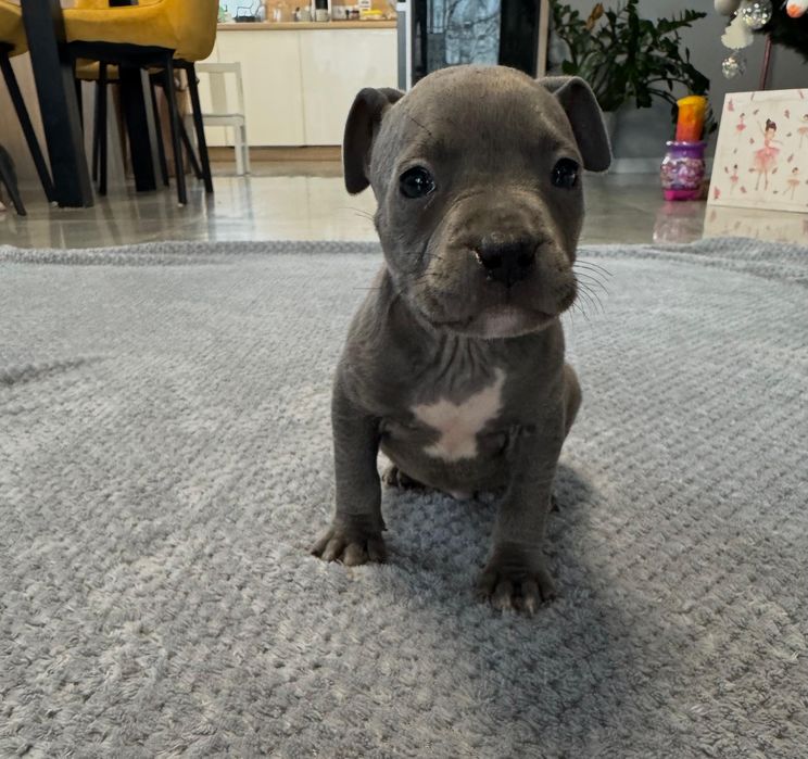 Piesek American Staffordshire Terrier(amstaff) blue