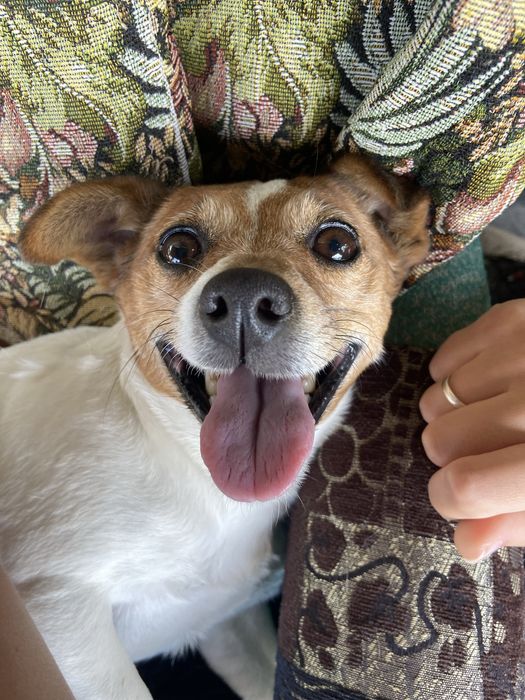 Джек Рассел в добрые руки